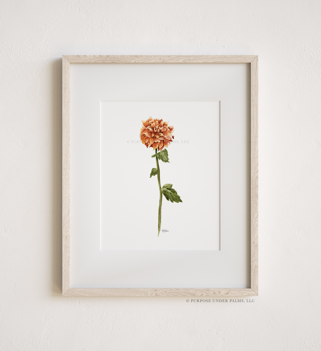 November Birth Flower | Crysanthemum Art Print